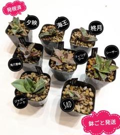 【わん】アガベ　海王&SHAQ AGAVE | WHNURSERY