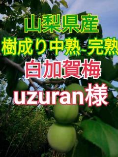 チョコモナくぅ様　山梨県産　白加賀梅　青梅　15kg　今月下旬頃から順次発送！ 80)山形県産青梅♡白加賀梅♡梅ジュース♡1.2キロ - メルカリ