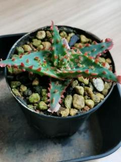 2025年最新】aloe hybridの人気アイテム - メルカリ