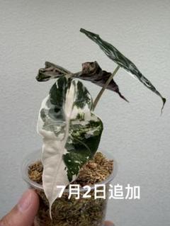 選抜 ☆希少☆アロカシア アマゾニカ ピンク 斑入り 鉢のまま
