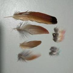 鳥の羽根 ⭐️キタベニハチクイ 綺麗