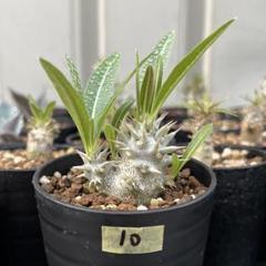 手作り 植木鉢 4点セット検索（塊根植物パキポディウム