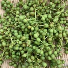 山形県産 山椒の実 無農薬　1000g 楽天市場】山椒 の 実 無 農薬の通販