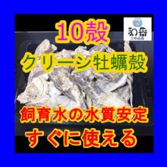 【魚飼育用】すぐ使える クリーン牡蠣殻(かきがら)10殻 PSBクロレラと共にF