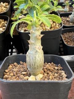 国内実生株 パキポディウム ウィンゾリー 国内繁殖 ① パキポディウム ウィンゾリー 実生 国内繁殖個体 ① Pachypodium