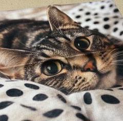 やわらか　クッションカバー　猫R　キジ猫　猫の雑貨　インテリア　ソファ　かわいい