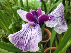 tamran花菖蒲５株同梱(五月晴、千歳、稚児化粧、豊太閤、小笹川) shop-andromeda_s001-6set