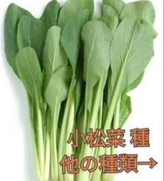 野菜種☆小松菜☆変更→ルッコラ パプリカ ラディッシュ チンゲン菜 京みずな