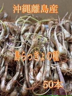 島らっきょう 種の中古 未使用品 メルカリ