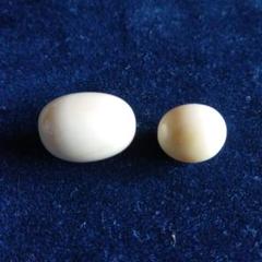 鯨歯　マッコウクジラ　牙玉　約15.5㎜ マッコウクジラの歯 鯨歯