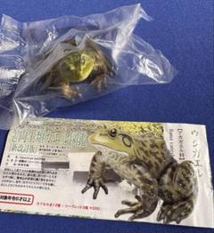 内袋未 10種セット 原色図鑑シリーズ19 原色両生類カエル図鑑 新改訂