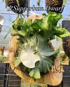 ビカクシダ P. Superbum Dwarf sporeling - メルカリ