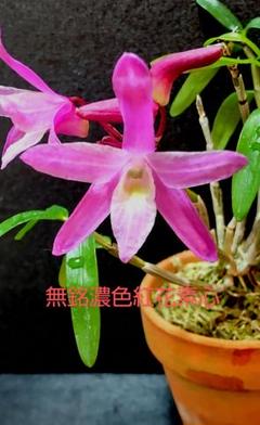 山野草 富貴蘭 セッコク(高知県産 トサキバナノセッコク) - メルカリ