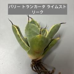選抜【速達発送】根付き　アガベ　パリー　オリザバTC ドライガーデン Willing plant / -植物には意志がある- | . . Agave parryi