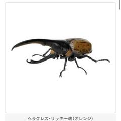 いきもの大図鑑 かぶとむし07　ヘラクレス・リッキー改（オレンジ） いきもの大図鑑 かぶとむし07 オンライン版『ヘラクレス