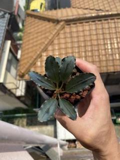 2025年最新】bucephalandra auroraの人気アイテム - メルカリ