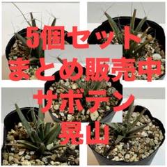 サボテン　晃山　メルカリ便(4号) 2025年最新】サボテン+晃山の人気アイテム - メルカリ