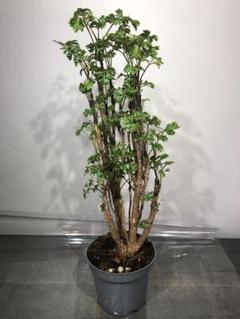 【珍しい樹形】ポリシャス トルネード 観葉植物 インテリアグリーン 珍しい樹形】ポリシャス トルネード 観葉植物 インテリアグリーン