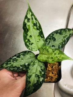 アグラオネマピクタム Aglaonemapictum