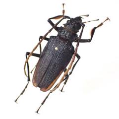 オニノコギリカミキリの一種 ペルー産 - メルカリ
