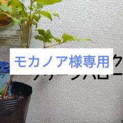 【匿名変更】シャクヤク 芍薬 グリーンハロー 富士 セレブリティ おまとめ 61b-FzyLIiL._UF350,350_QL80_.jpg