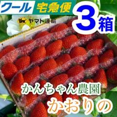 新鮮朝採りかんちゃん農園の甘いいちご