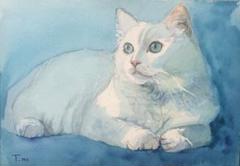 透明水彩　猫