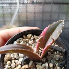 オークション準備中 アガベ 白鯨錦 縞斑 TC 特大 - メルカリ