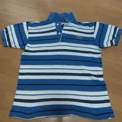 LACOSTE 青と白のストライプ ポロシャツ 150