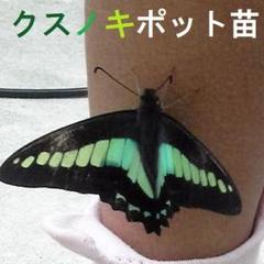 蝶 標本 ナミアゲハ キアゲハ 25匹 まとめ売り 蝶 標本 ナミアゲハ キアゲハ 25匹 まとめ売り 標本