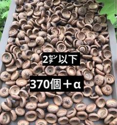 北海道　レッドオーク　どんぐり帽子　約2㌢　370個＋α 煮沸消毒　乾燥済