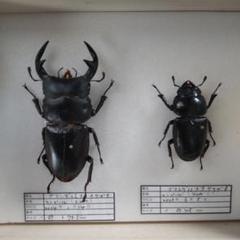 2025年最新】クワガタ 標本 オオの人気アイテム - メルカリ