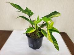 フィロデンドロン フロリダビューティー / P. Florida beauty⑧ フィロデンドロン フロリダビューティー | GREEN LUCK