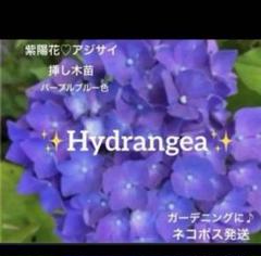 紫陽花　ファーストブルー　挿し木　苗　② 限定✨挿し木苗 紫陽花 25cm パープルブルー色 ガーデニング