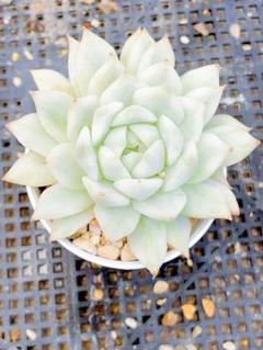 tp 錦 白覆輪 多肉植物 エケベリア 抜き発送 - メルカリ