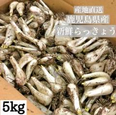 らっきょう 10kg 国産 鹿児島県産 鳥取 に次ぐ 生産量