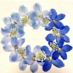 押し花 楽天市場】【mflowerコラボ】押し花 さくら 啓翁桜 正面向き