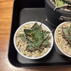 【アガベ】凱撒 SUPER シーザー　金剛セット！！ アガベ スーパーシーザー Agave titanota 'Super Caesar'｜多肉