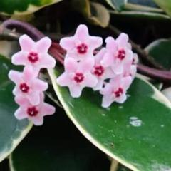 花座つきレアホヤ シアリアエ レッド サクララン大苗