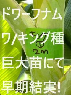 100cm,バナナ=絶対王者糖度モンスター◆超・ドワーフナムワ・キング◆耐寒性強 糖度モンスター100cm,バナナ=絶対王者◇超・ドワーフナムワ