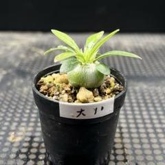 Amazon.co.jp: 自家採種した超新鮮な パキポディウム 白花