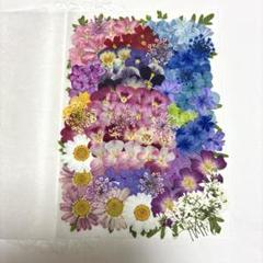 押し花素材☆お花いろいろセット☆*:.。♡