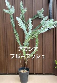 Amazon.co.jp: アカシア 苗 ミモザ 苗【 ブルーブッシュ 苗 苗木