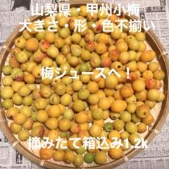 ③山梨県 甲州小梅 大きさ・形・色不揃いB品 超完熟入り 箱込み