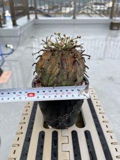 ユーフォルビア エリガベンシス 開花株 1 - メルカリ