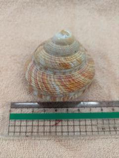 オキナエビス　直径約8.5cm 高さ約8cm貝殻 kaiyokobo_sh-0256