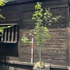 自生山採り/アオダモ/大株【現品発送】管理70563 自生山採り/アオダモ/大株【現品発送】管理70563 - メルカリ