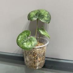 【NEW限定品】 2025年最新】カンアオイ タマノの人気アイテム メルカリ - その他観葉植物