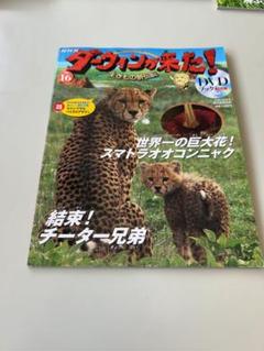 NHK ダーウィンが来た！生きもの新伝説DVDブック NO.16 チーター