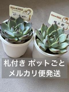 リンゼアナ　札付きポットごと　メルカリ便　ファームパルクさん苗 リンゼアナ 札付きポットごとメルカリ便ファームパルクさん苗
